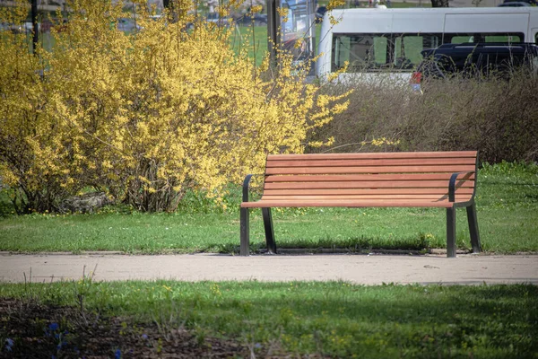 Wooden bench standing near path with big yellow blooming bush on the background in a city park