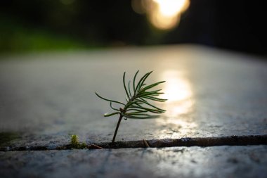 Mermer blokların arasında büyüyen küçük çam ağacı dalı gizemli günbatımı ışığı arka planında