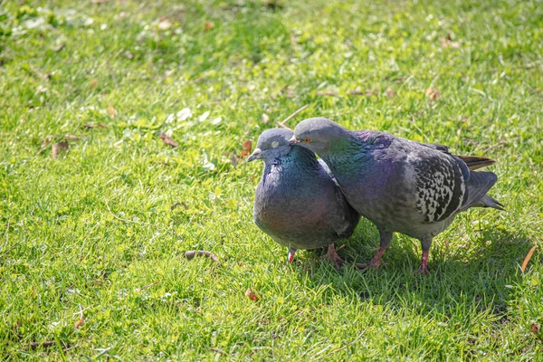 Dva Holubi Milují Něžné Péče Samce Ptáka Zeleném Trávníku Pozadí — Stock fotografie