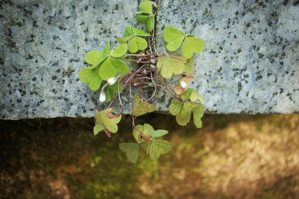 Granit Bloğun Arasında Büyüyen Yapraklar Gibi Yoncalarla Kaplı Ahşap Doru — Stok fotoğraf