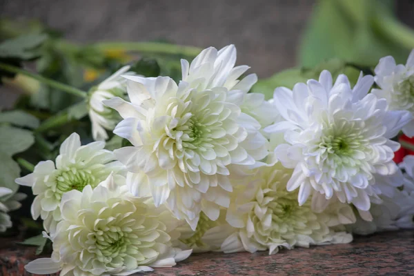 stock image White chrysanthemum bouquet flowers lying on brown marble background with spots