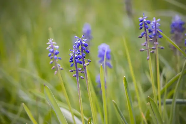 明るい春の草の上にブドウのヒヤシンスの花 Bokeh — ストック写真