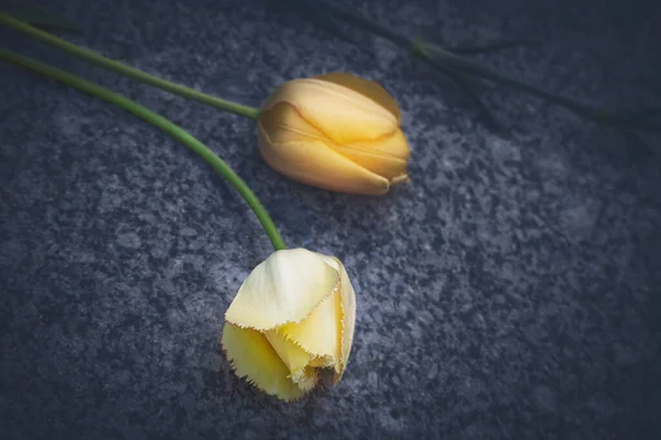Два Жовтих Але Різні Види Тюльпанів Лежать Сірій Гранітній Підлозі — стокове фото