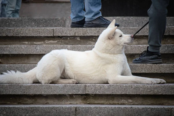 Cheerful Asian Hokkaido White Big Dog Leash Lying Granite Stairs — Stock Photo, Image