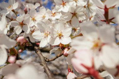 Büyük beyaz Japon kirazı Sakura güneş ışığında bulanık arka planda çiçek açar.