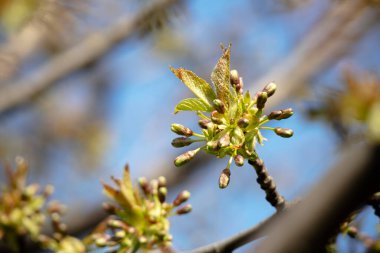 Büyük Japon kirazı Sakura mavi bulanık arka plandaki küçük dalda kapalı tomurcuklar.