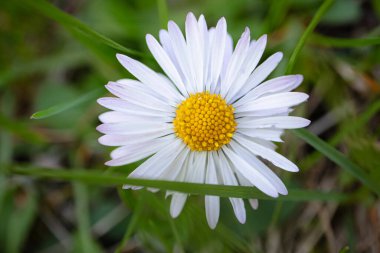 Çayır arka planında uzun yeşil çimlerde papatyaların yakın çekimi
