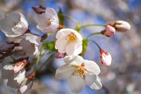 Bílé Otevřené Uzavřené Květiny Tenké Větvi Japonské Třešně Zblízka Jarní — Stock fotografie