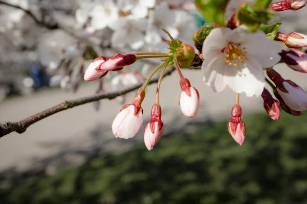 Velké Bílé Růžové Japonské Třešně Sakura Uzavřené Květy Rozmazaném Pozadí — Stock fotografie