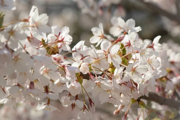 Velké Bílé Japonské Třešně Sakura Květy Rozmazaném Pozadí Slunci — Stock fotografie