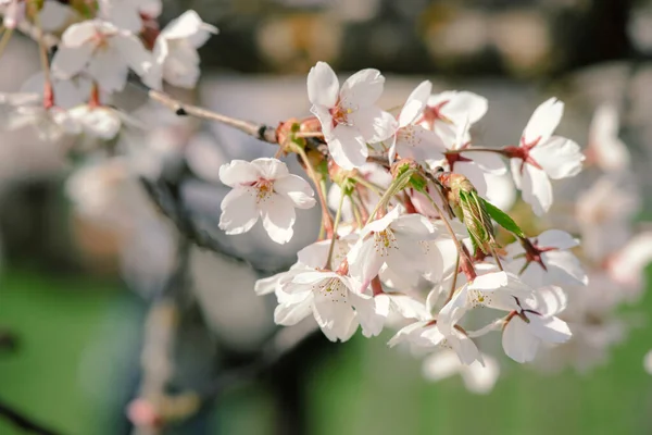 Bílé Květy Uzavřené Pupeny Velké Větvi Japonské Třešně Zblízka Jarní — Stock fotografie