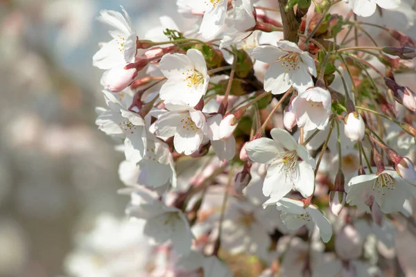 Bílé Květy Uzavřené Pupeny Velké Větvi Japonské Třešně Zblízka Jarním — Stock fotografie