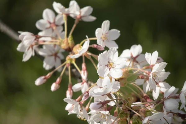 Bílé Květy Uzavřené Pupeny Velké Větvi Japonské Třešně Zblízka Jarním — Stock fotografie
