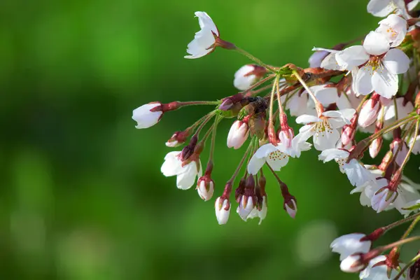 Uzavřené Pupeny Velké Větvi Japonské Třešně Zblízka Jarním Zahradním Parku — Stock fotografie