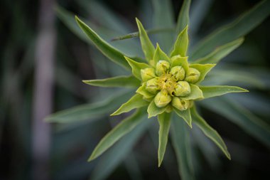 Sivri yapraklar gibi yıldızın ortasında kapalı sarı tomurcuklar koyu bulanık arkaplanda yukarıdan aşağıya doğru görünür.
