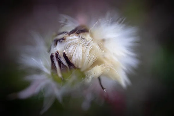 Полузакрытый Белый Пушистый Одуванчик Цветок Художественной Фотографии Темном Фоне Боке — стоковое фото