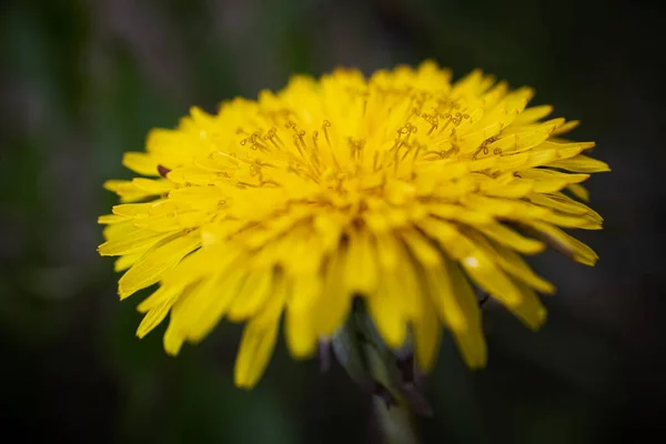 Macro Fénykép Egy Sárga Pitypang Virág Részletes Közelkép Virág Központ — Stock Fotó