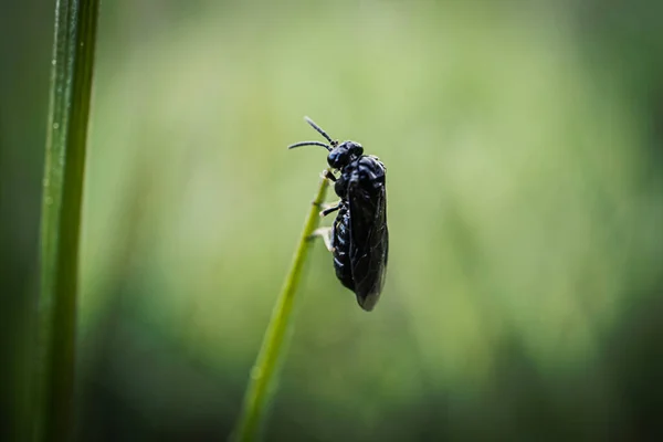 Μαύρο Μεγάλο Έντομο Μύγα Κάθεται Ψηλό Πράσινο Γρασίδι Θολή Σκούρο — Φωτογραφία Αρχείου