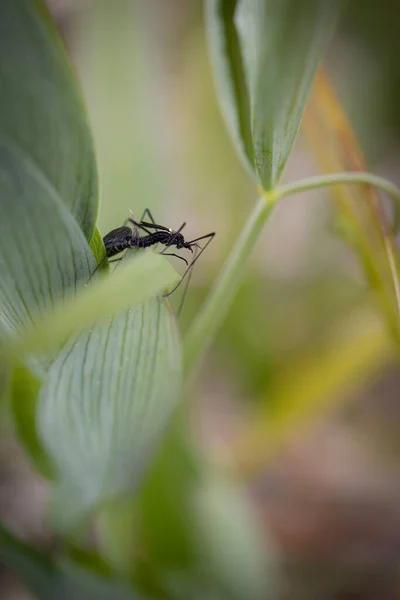 Μαύρη Μύγα Σαν Έντομο Σέρνεται Στο Πράσινο Φύλλο Χόρτου Ενός — Φωτογραφία Αρχείου
