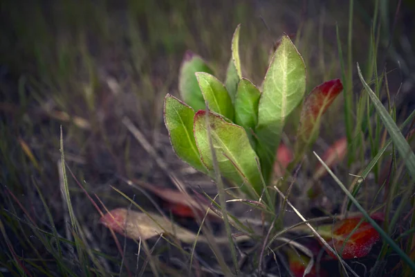 Aetheorhiza Pianta Foglie Verdi Rosse Che Sollevano Sole Sfondo Scuro — Foto Stock