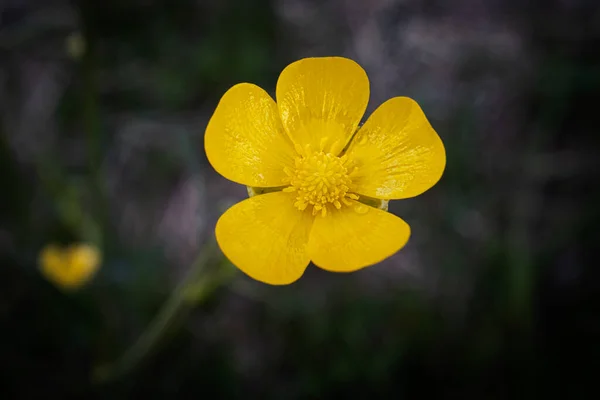 Yellow Meadow Buttercup Flower Commmon Giant Open Five Petal Blossom — Stock Photo, Image