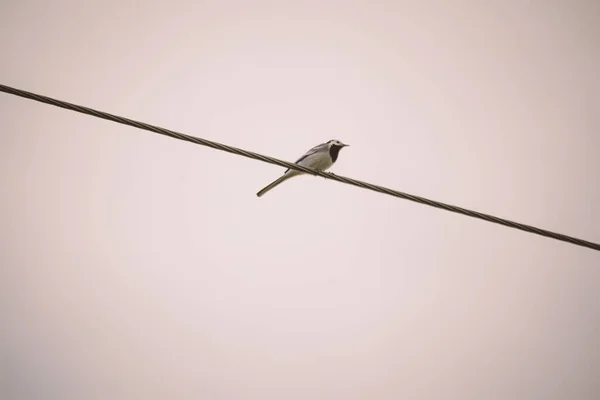 一只长尾巴的小鸟坐在一根黑色的铁丝上 呈对角线 在明暗的夜空中 黄昏的光线模糊了背景 — 图库照片