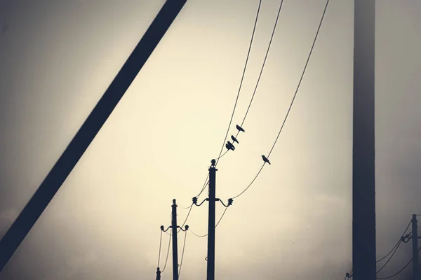 Маленькие Птицы Сидят Черных Проводах Идущих Диагонали Сепии Вечерний Свет — стоковое фото