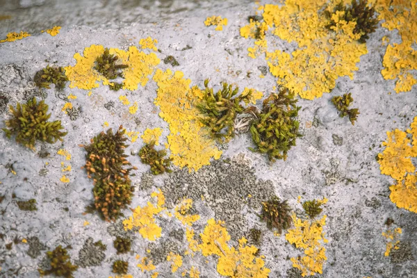 Plenty Small Golden Colored Maritime Sunburst Lichen Green Moss Growing — Stock Photo, Image