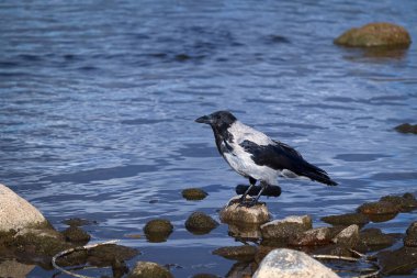 Büyük gri karga mavi nehir suyunun yanındaki koyu ıslak kayalarda oturuyor.