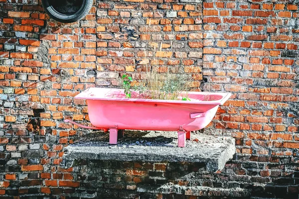 Pink bath tub standing on old balcony with growing plant inside on red brick wall background on sunny day