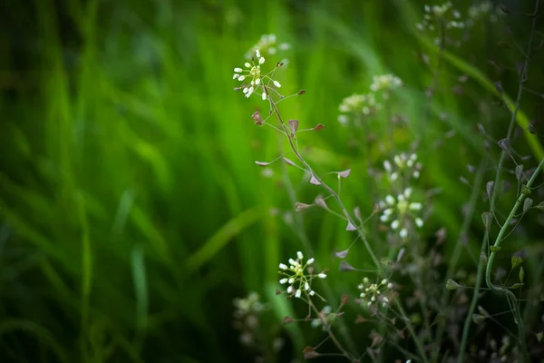 stock image Green long grass with small white buds textured background with dark vignette