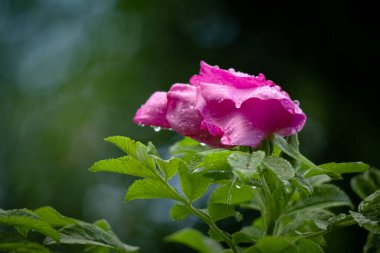 Yağmur damlalarıyla kaplı bir çalıda pembe gül çiçeği ve koyu bokeh arka planda yeşil yapraklar.
