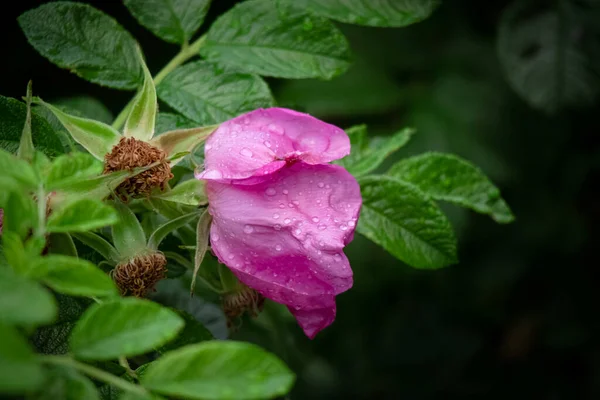 Gros Plan Rose Sauvage Rosehip Fleur Sur Buisson Avec Des — Photo