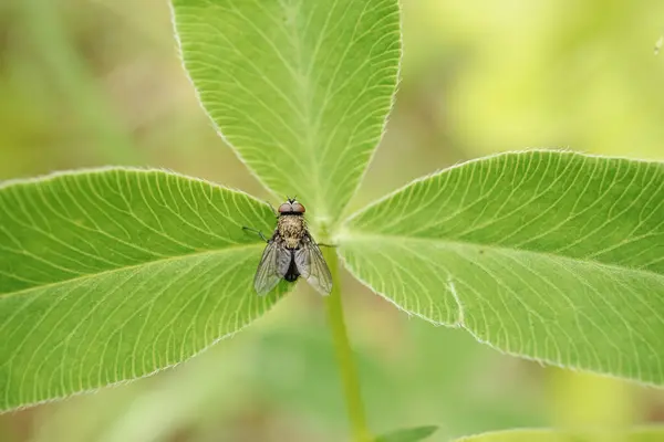Εντόμων Πετούν Καφέ Γούνα Και Λεπτά Φτερά Κάθεται Πράσινα Μακριά — Φωτογραφία Αρχείου