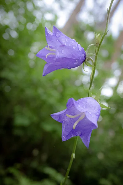 Two big blue bell flowers on stem on green forest blurred background