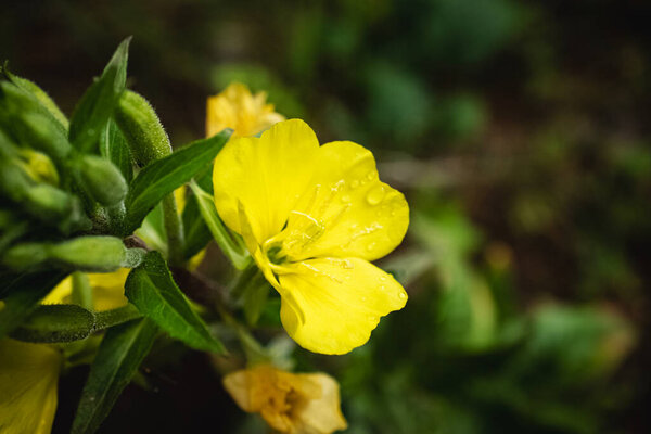 Yellow Evening Primrose flowers with closed buds and green leaves on black blurry side view