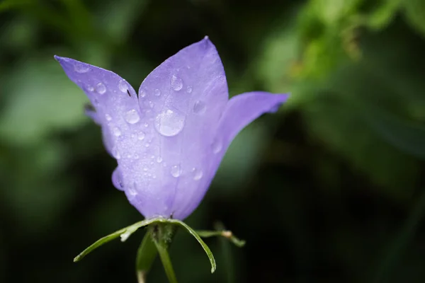 濃い森の中の花びら側の景色に雨が降る大きな青い鐘の花の背景がぼやけている — ストック写真