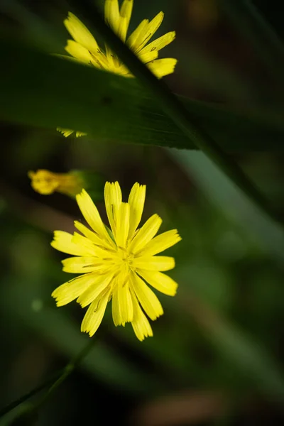 Sárga Virágok Egy Közönséges Bimbófűű Növény Lapsana Communis Sötét Homályos — Stock Fotó