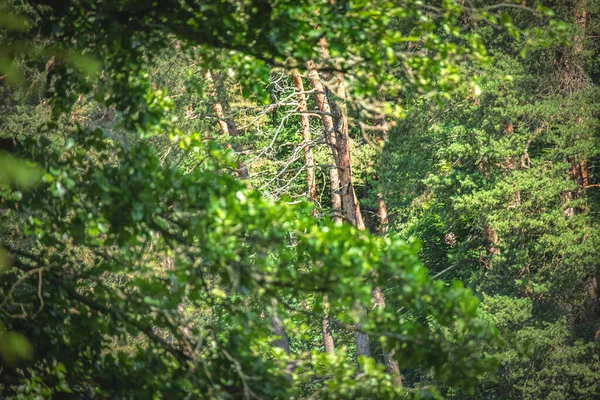 침엽수림의 어두운 사이에 보이는 나무줄기 — 스톡 사진