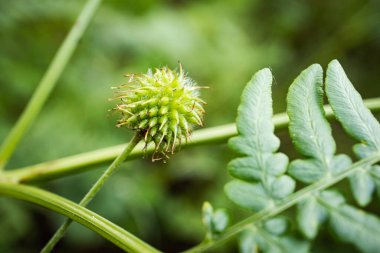 Bulanık arka planda Eğrelti yaprağı yakınındaki yaz ormanlarında Rough Bulvarı tohum başı