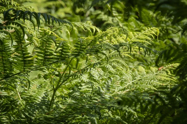 緑のシダは有機的な夏の自然背景として詳細を残します — ストック写真