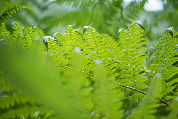 有機的な夏の背景としてぼやけた前景を持つ緑の詳細なシダの葉 — ストック写真