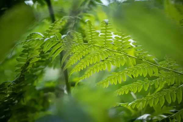 有機的な夏の背景として緑の詳細なシダの葉 — ストック写真