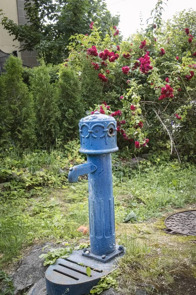 Kék Vízpumpa Áll Udvaron Közel Nagy Csipkebogyó Sövény Virágokkal Háttérben — Stock Fotó