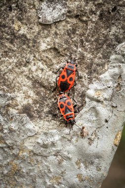 İki Avrupalı kundakçı, Pyrrhocoris apterus, doğada bir kaya yüzeyinde çiftleşen çift.