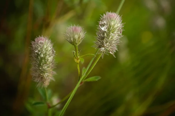 Nyúlláb Vagy Nyúl Láb Lóhere Növény Bolyhos Virág Fej Trifólium — Stock Fotó