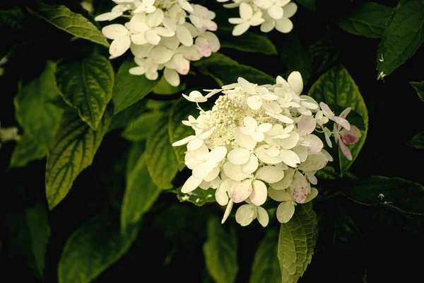 Bílé Hortenzie Květiny Tmavě Zelené Listové Pozadí Časném Večerním Západu — Stock fotografie
