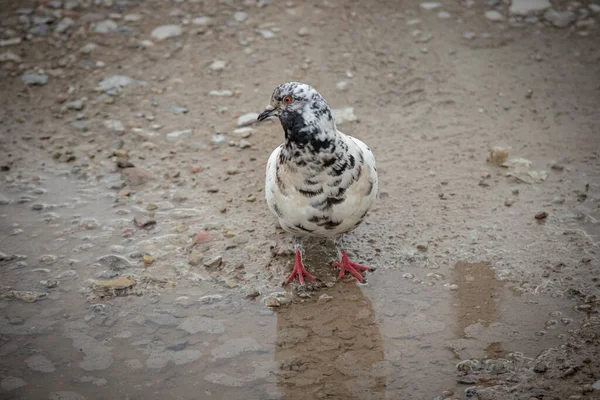 白色和灰色的斑点鸽子站在一个水坑前 想喝水 — 图库照片