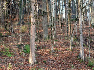 Bahar ormanının uzun ağaçları, eski kahverengi yapraklı halı güneş ışığında yerde.
