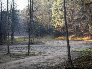 Karışık ormanda kumlu bir yol ve ağaçların yeşil dallarında akşam güneşi parlıyor.